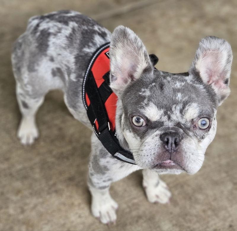 Enlarge Wyatt (Special Needs), a Adoptable French Bulldog in San Clemente, CA image 2/3