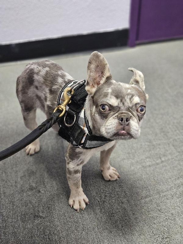 Enlarge Wyatt (Special Needs), a Adoptable French Bulldog in San Clemente, CA image 3/3