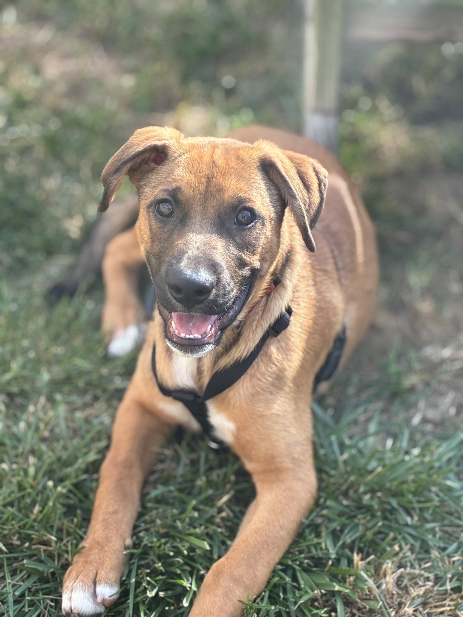 Sampson, Adopted, Young Male German Shepherd Dog & Hound.