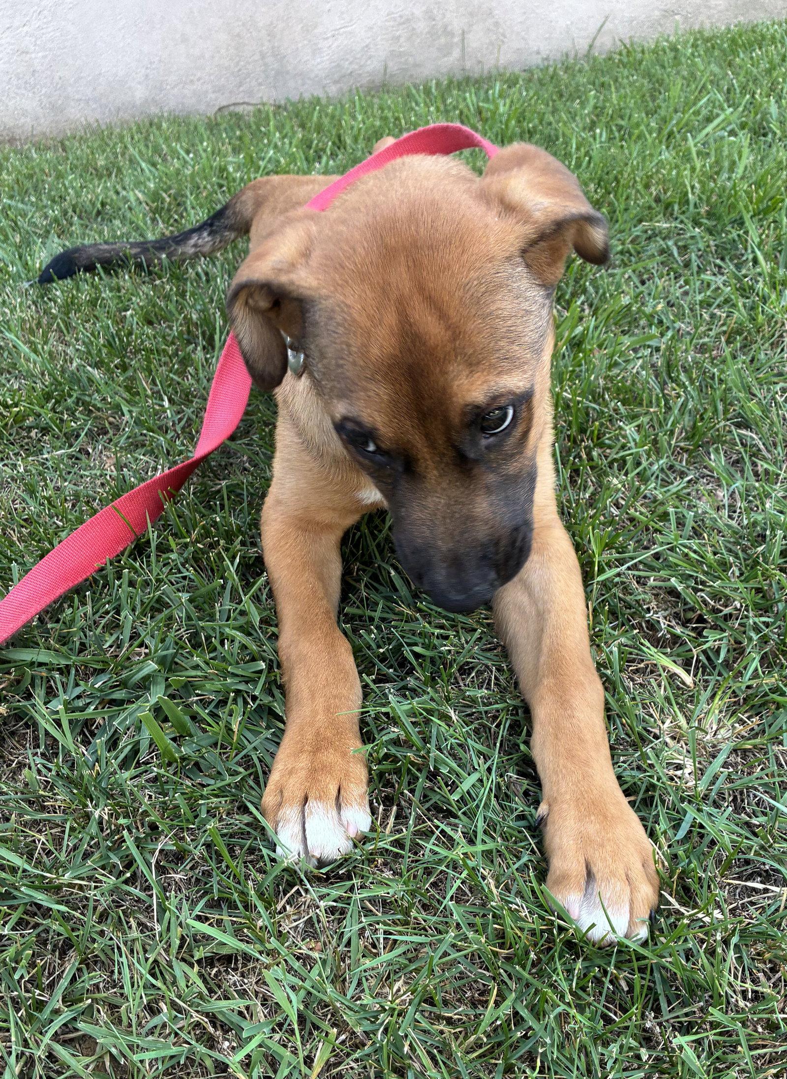 Enlarge Sampson, a Adopted mixed breed in Spring City, PA image 2/3