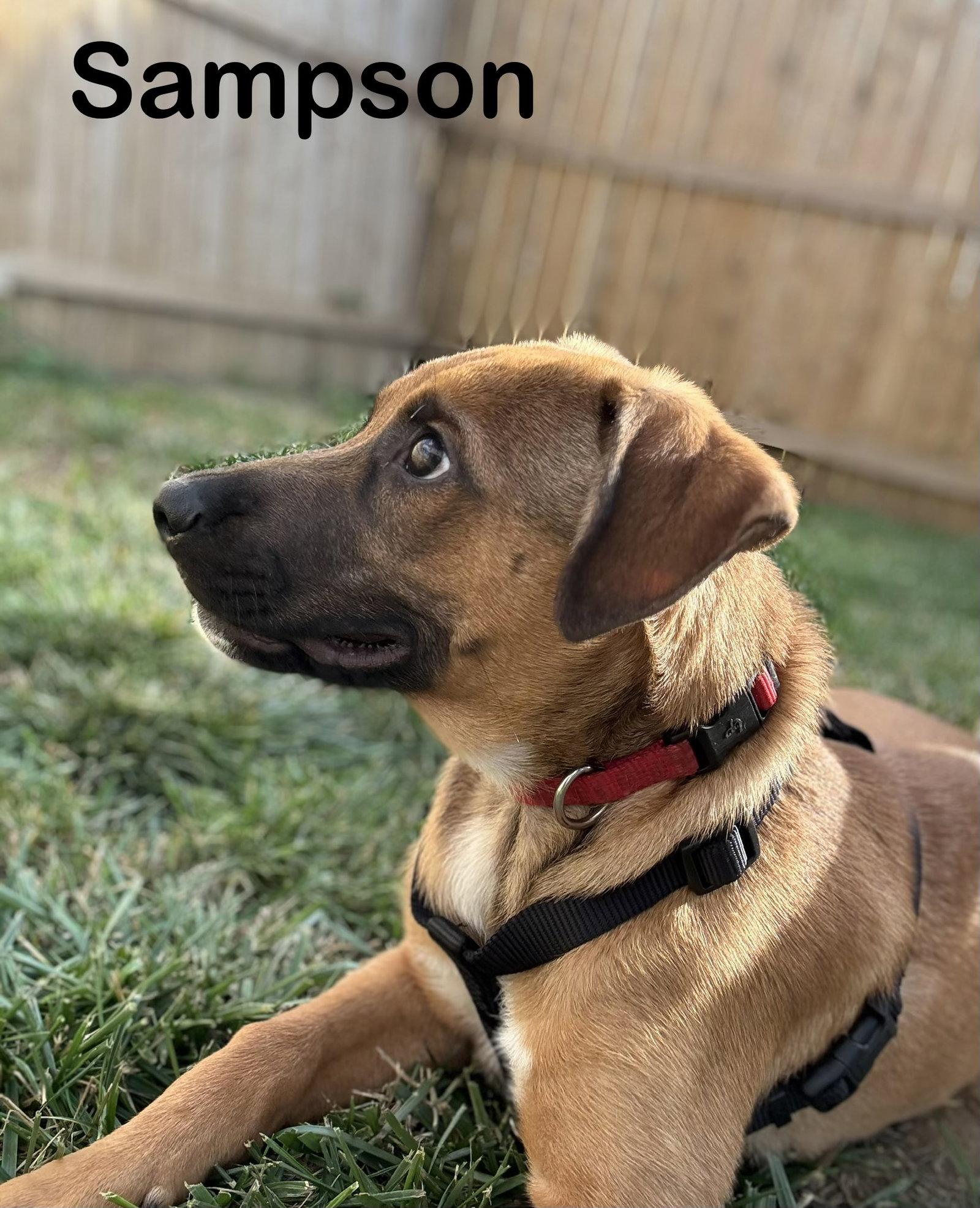 Enlarge Sampson, a Adopted mixed breed in Spring City, PA image 3/3