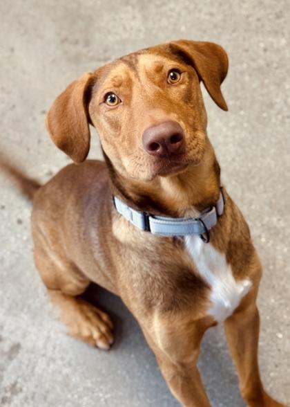 Wexford, Adoptable, Adult Male Hound & Mixed Breed.