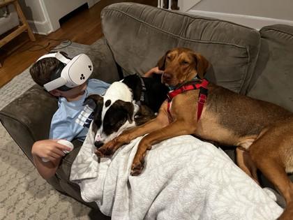 Enlarge Wexford, a Adoptable mixed breed in Madison, NJ image 2/3