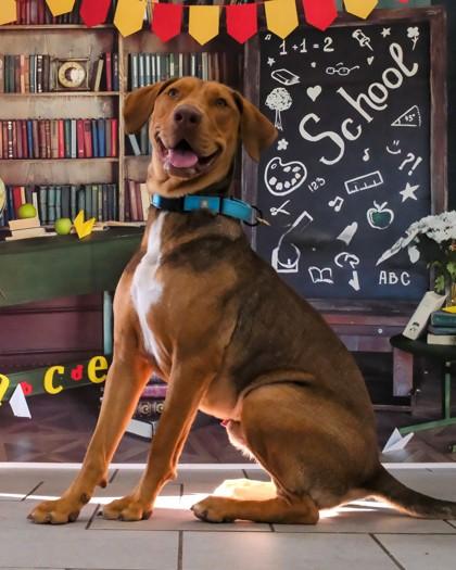 Enlarge Wexford, a Adoptable mixed breed in Madison, NJ image 3/3
