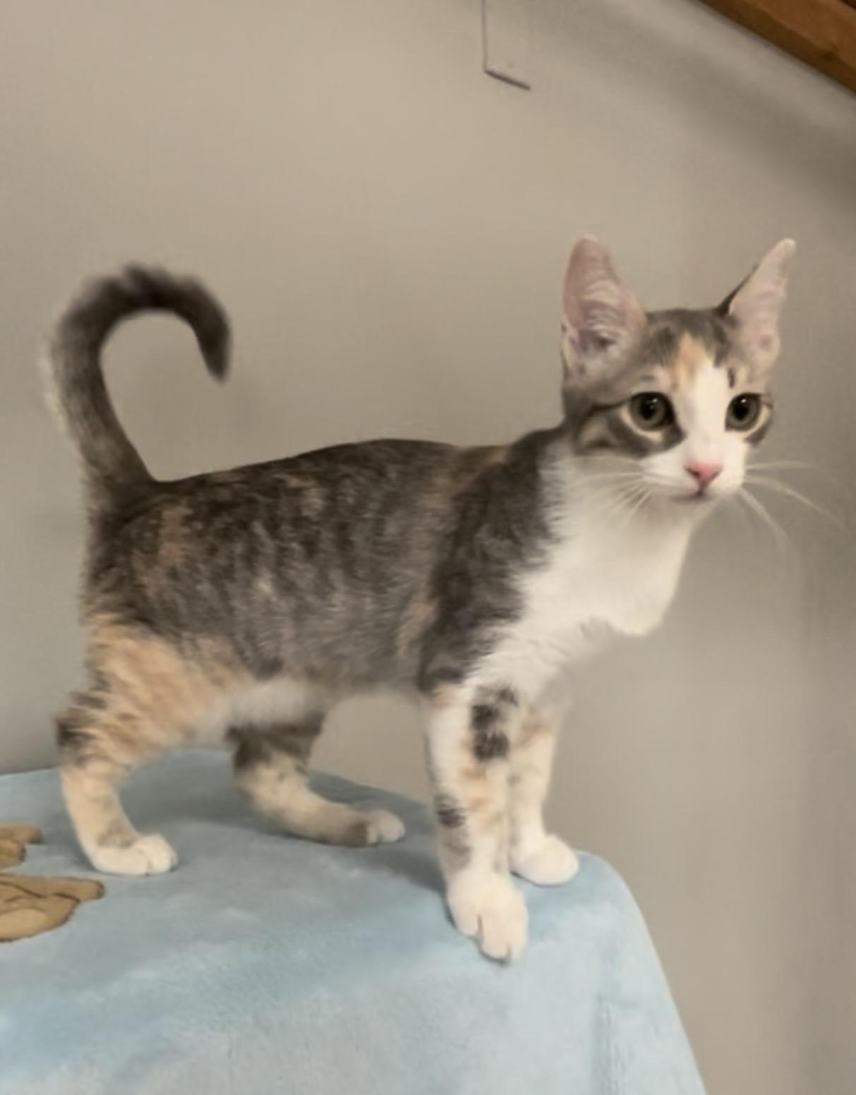 Enlarge Iris, a Adoptable Domestic Short Hair in Petaluma, CA image 2/2