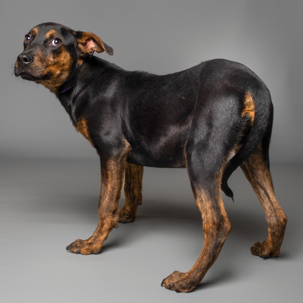 Jar Jar Binks, Adoptable, Young Male Rottweiler.