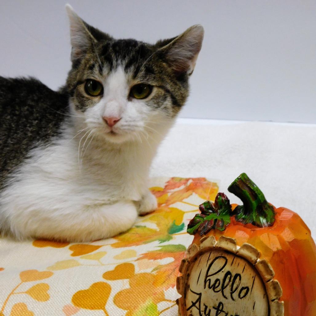 Matthew, Adoptable, Young Male Domestic Short Hair.