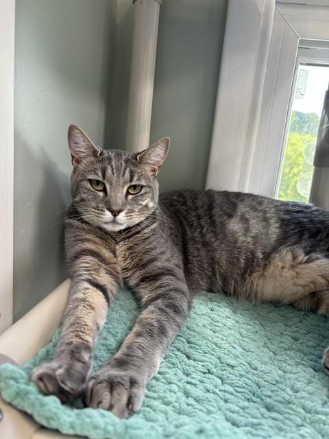 Enlarge NALA, a Adoptable Domestic Short Hair in Westminster, MD image 1/1