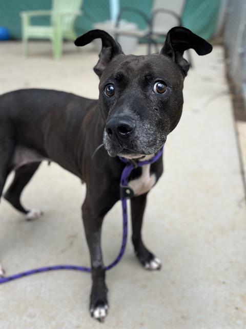 SASHA, Adoptable, Adult Female American Bulldog.