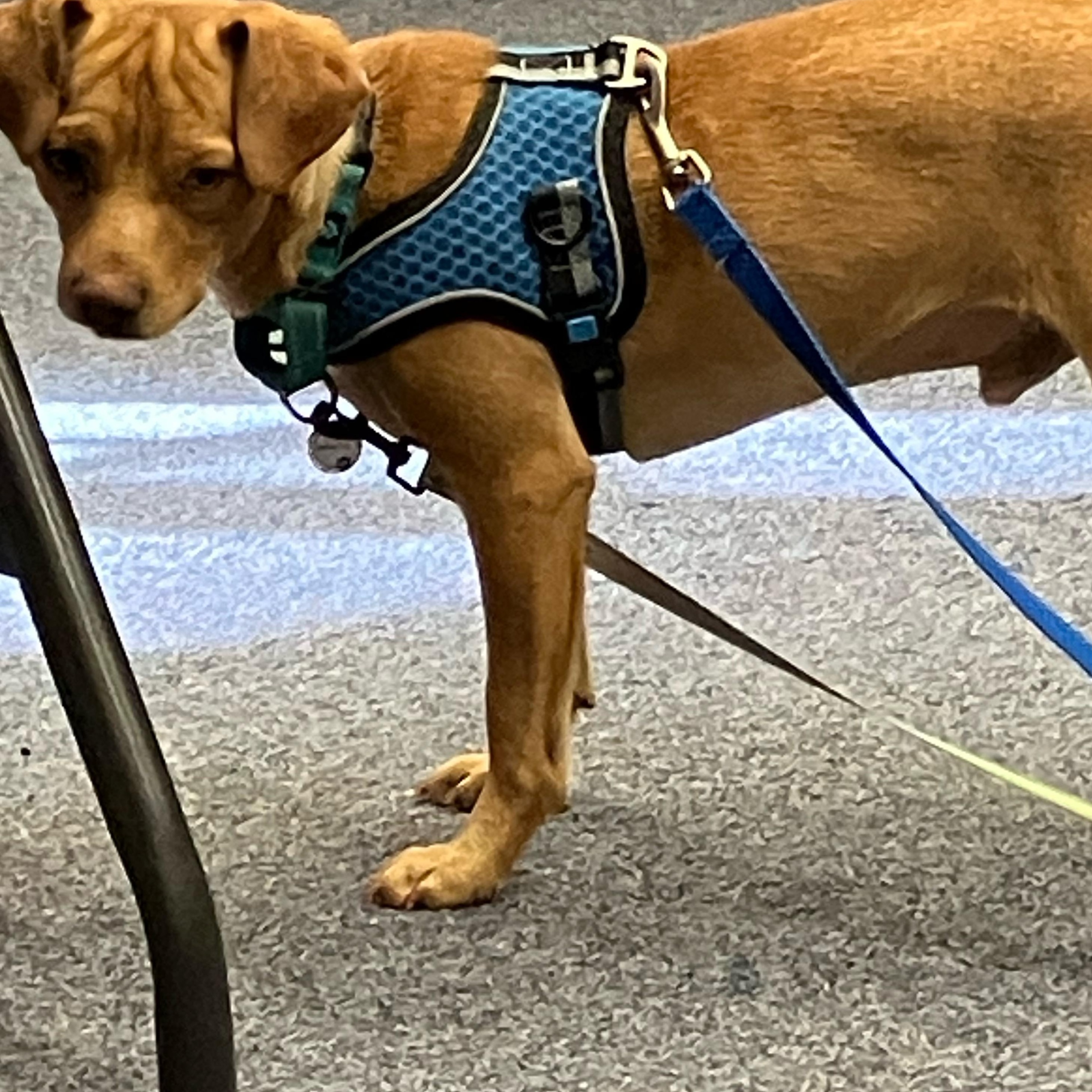 Cyrus, Adoptable, Adult Male Chihuahua & Vizsla.