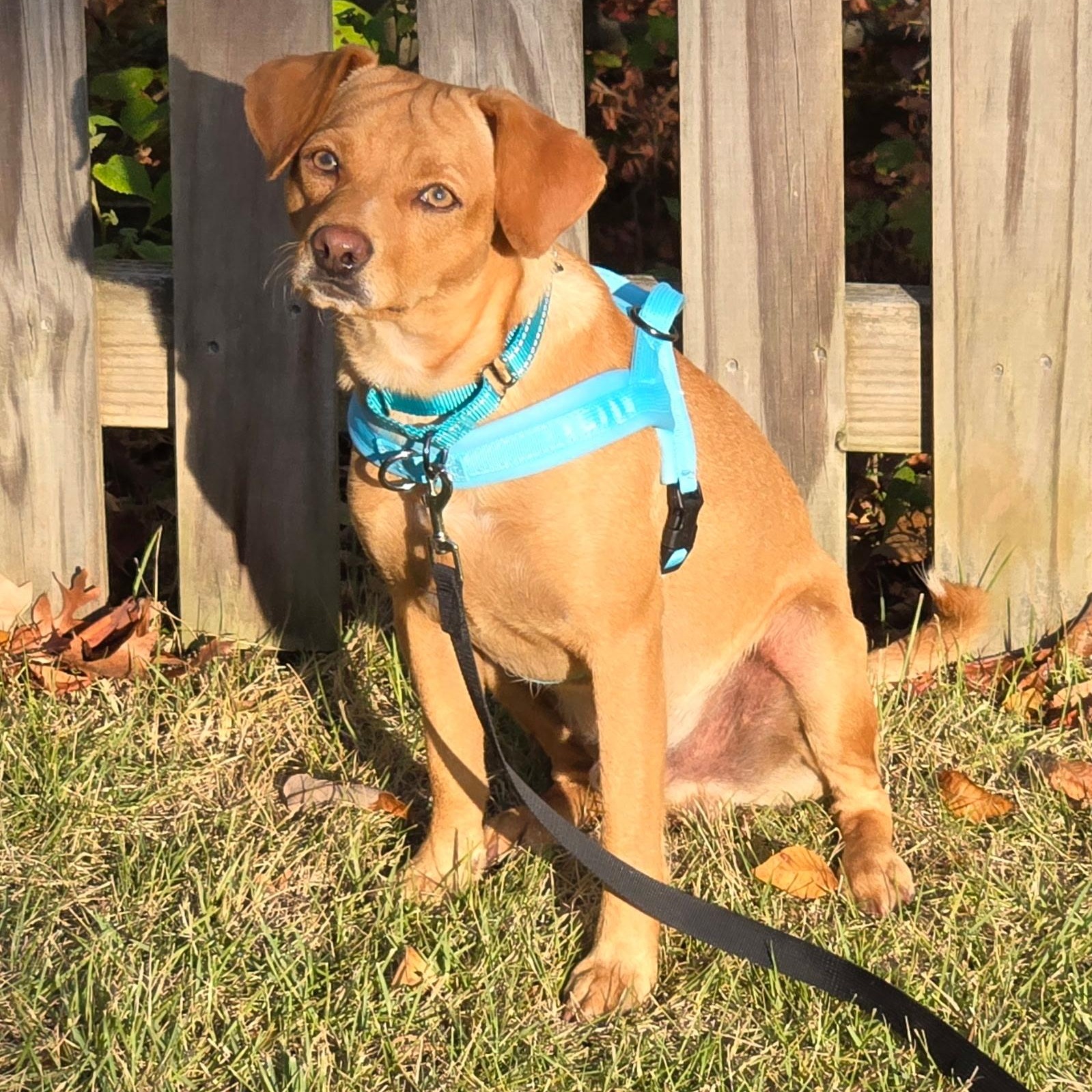 Enlarge Cyrus, a Adoptable mixed breed in Newfoundland, NJ image 3/5