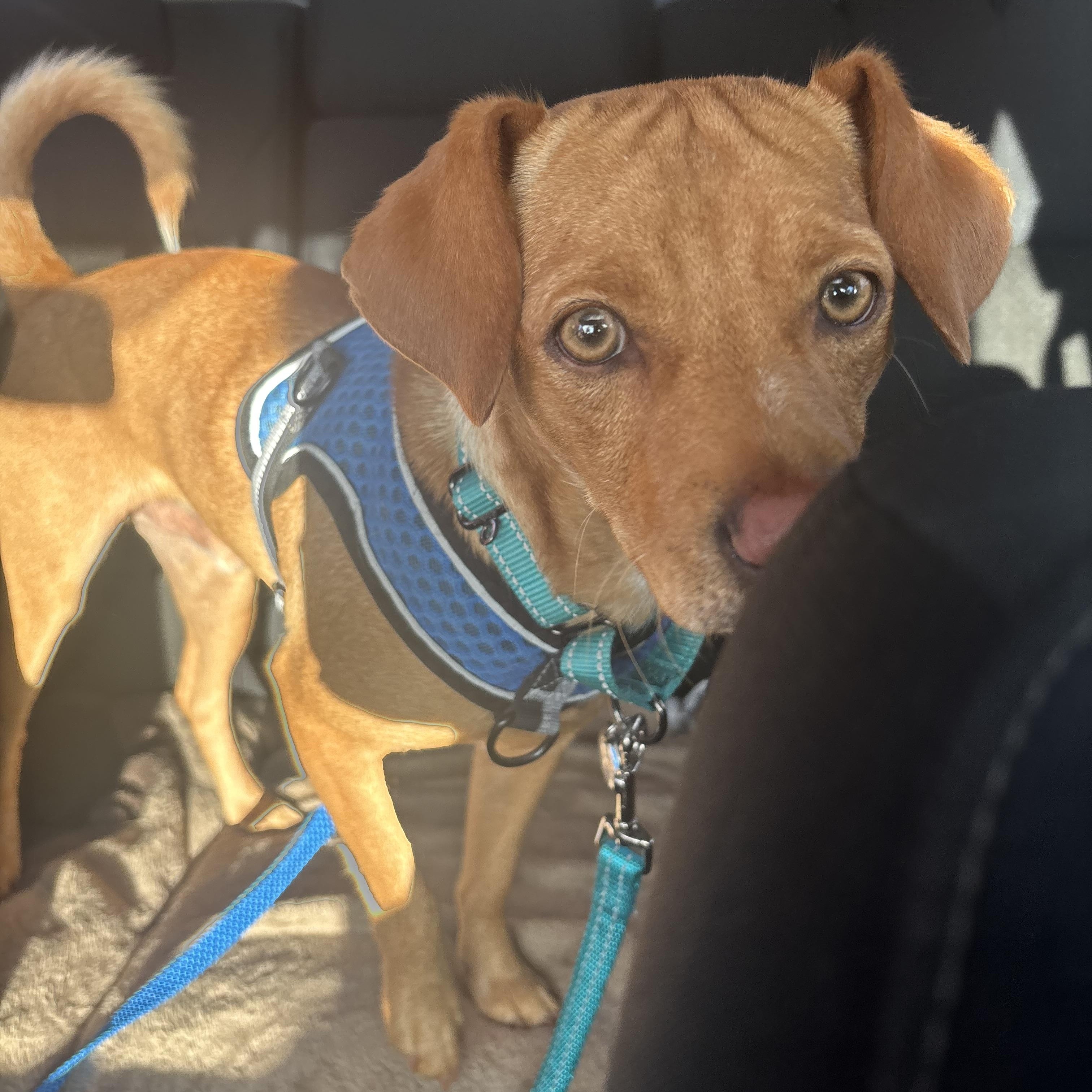 Enlarge Cyrus, a Adoptable mixed breed in Newfoundland, NJ image 4/5