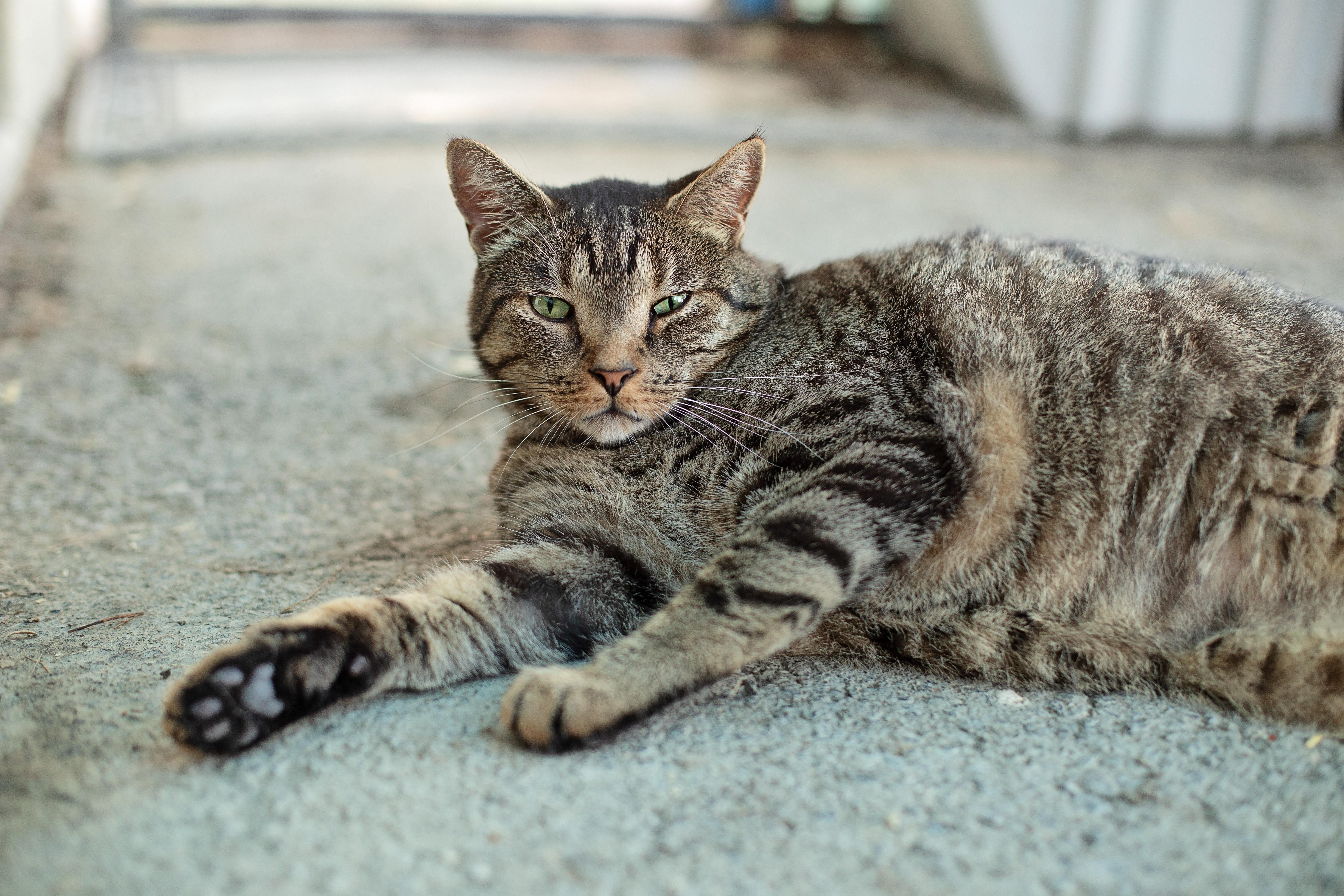 Enlarge Wesson, a Adoptable Tabby in Landenberg, PA image 2/6