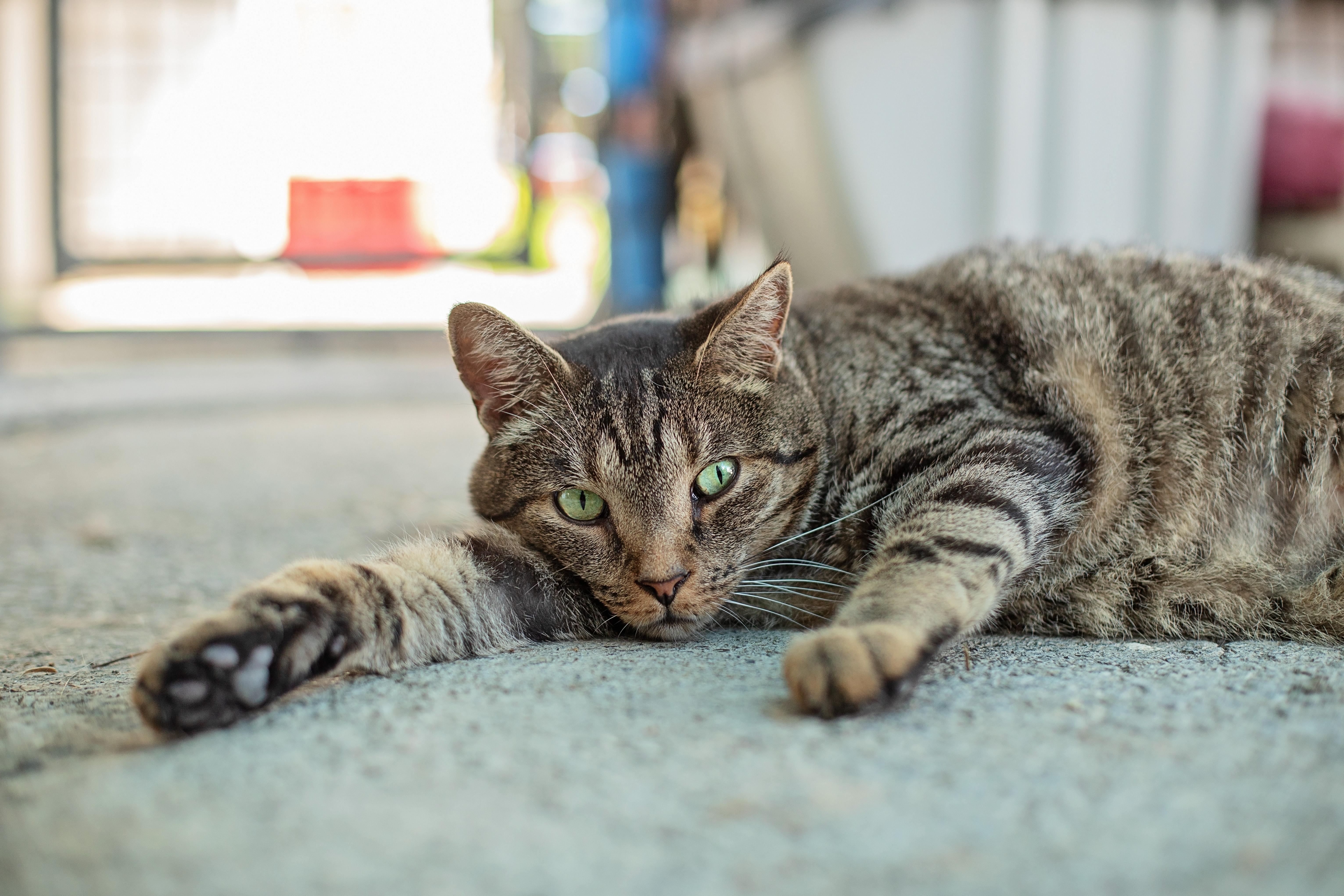 Enlarge Wesson, a Adoptable Tabby in Landenberg, PA image 3/6