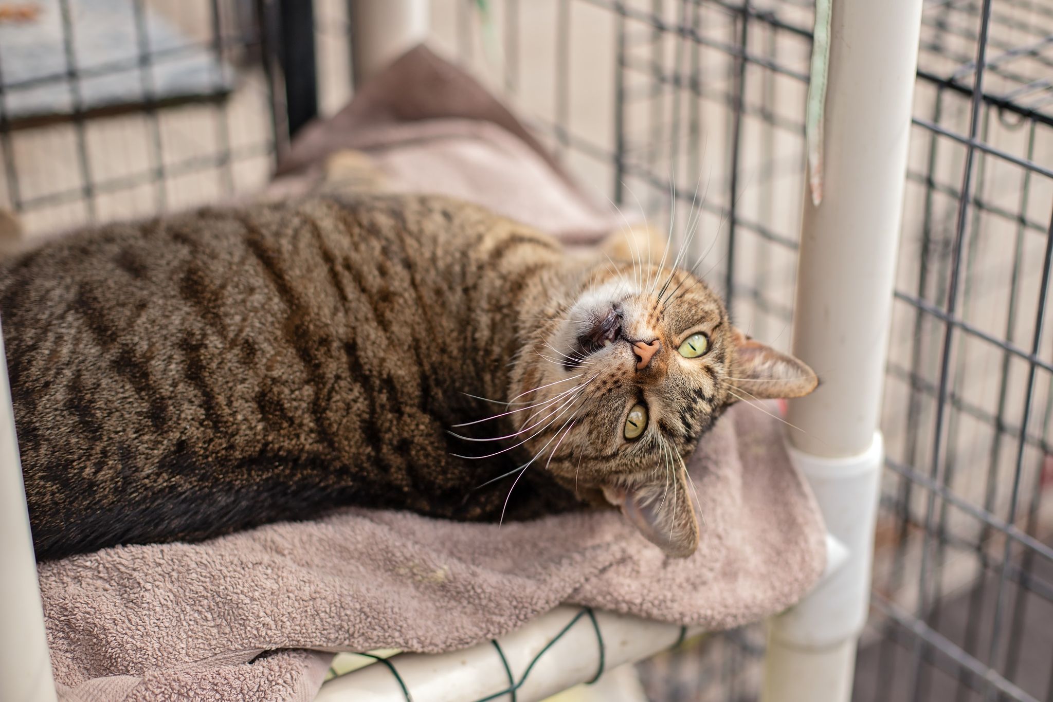 Wesson, Adoptable, Adult Male Tabby.