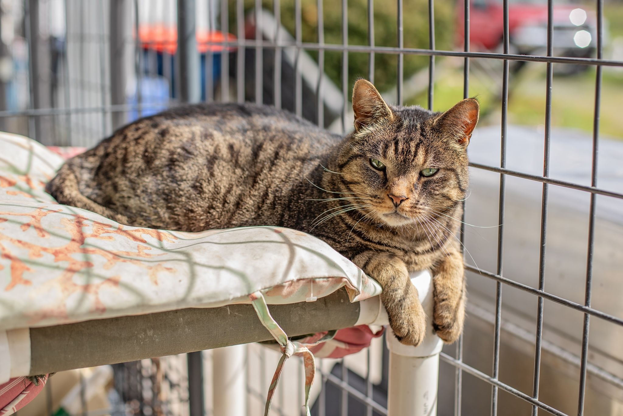 Enlarge Wesson, a Adoptable Tabby in Landenberg, PA image 6/6
