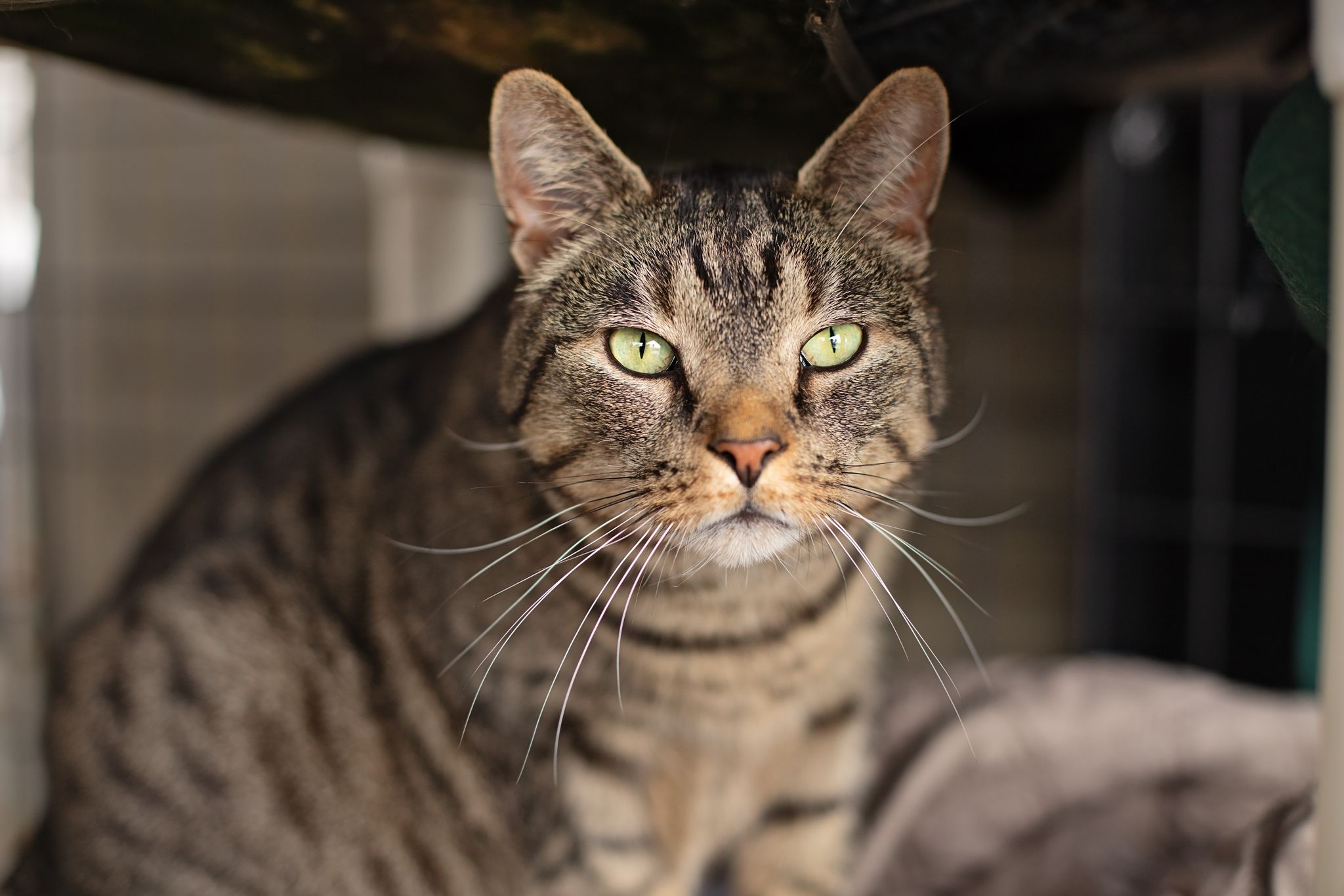 Enlarge Wesson, a Adoptable Tabby in Landenberg, PA image 5/6