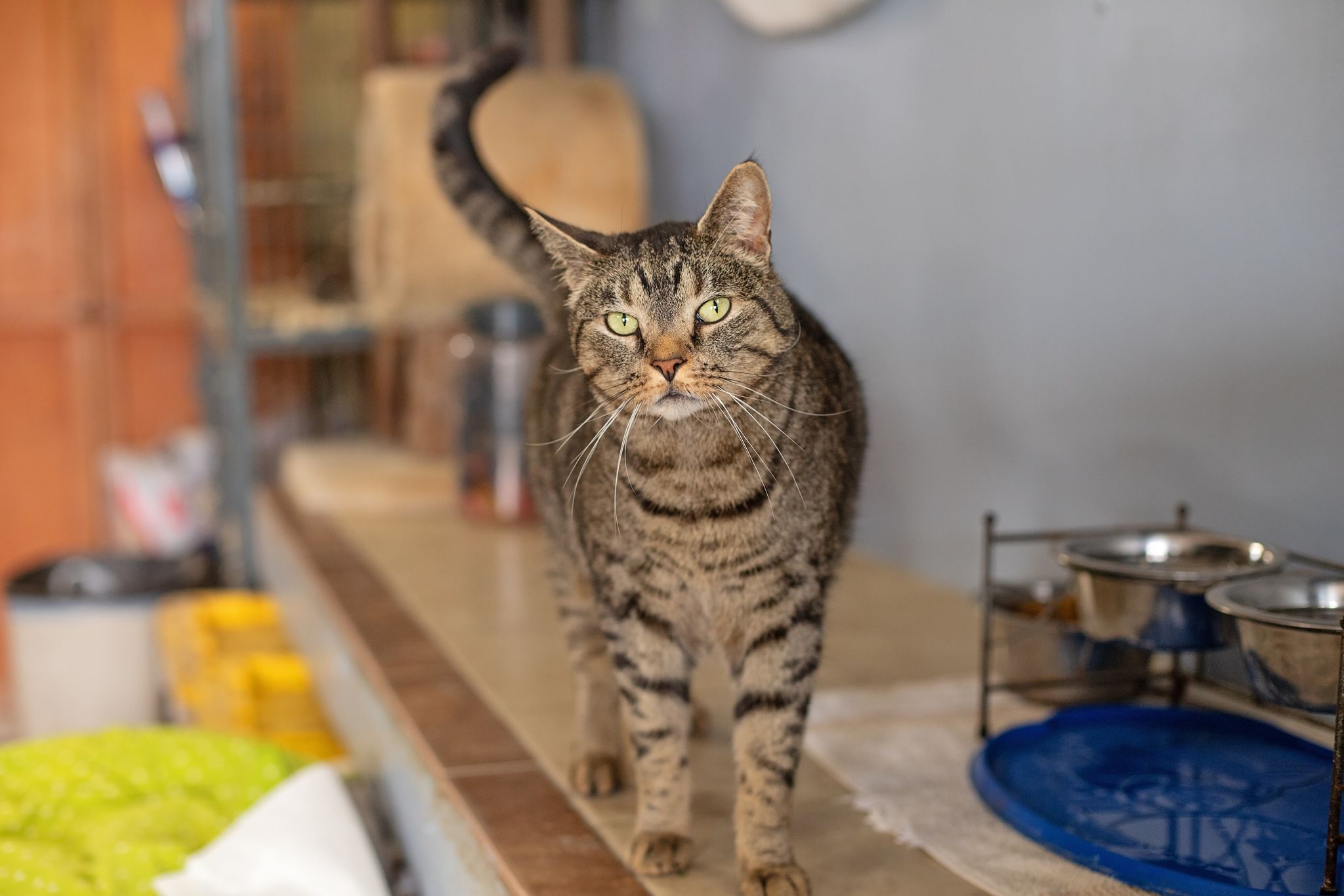 Enlarge Wesson, a Adoptable Tabby in Landenberg, PA image 4/6