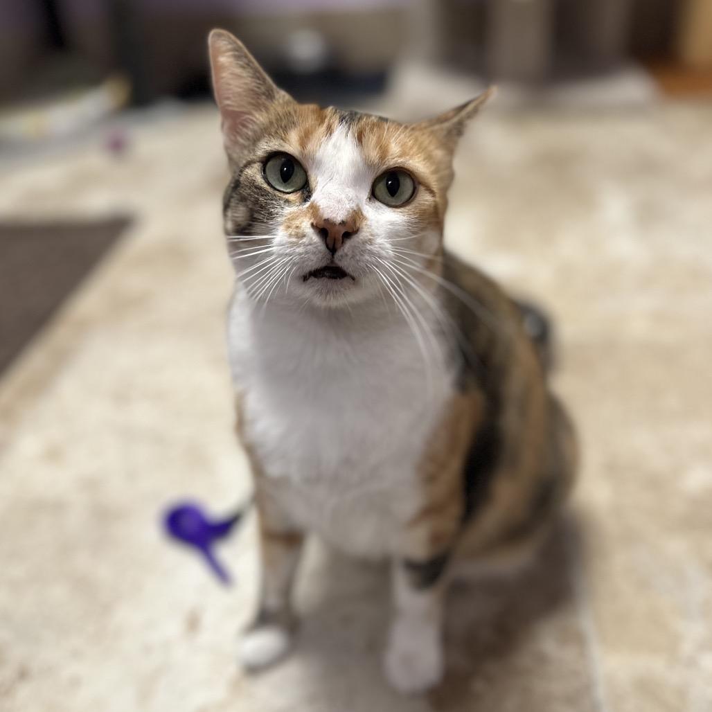 Enlarge Cashmere, a Adoptable mixed breed in Titusville, FL image 1/4