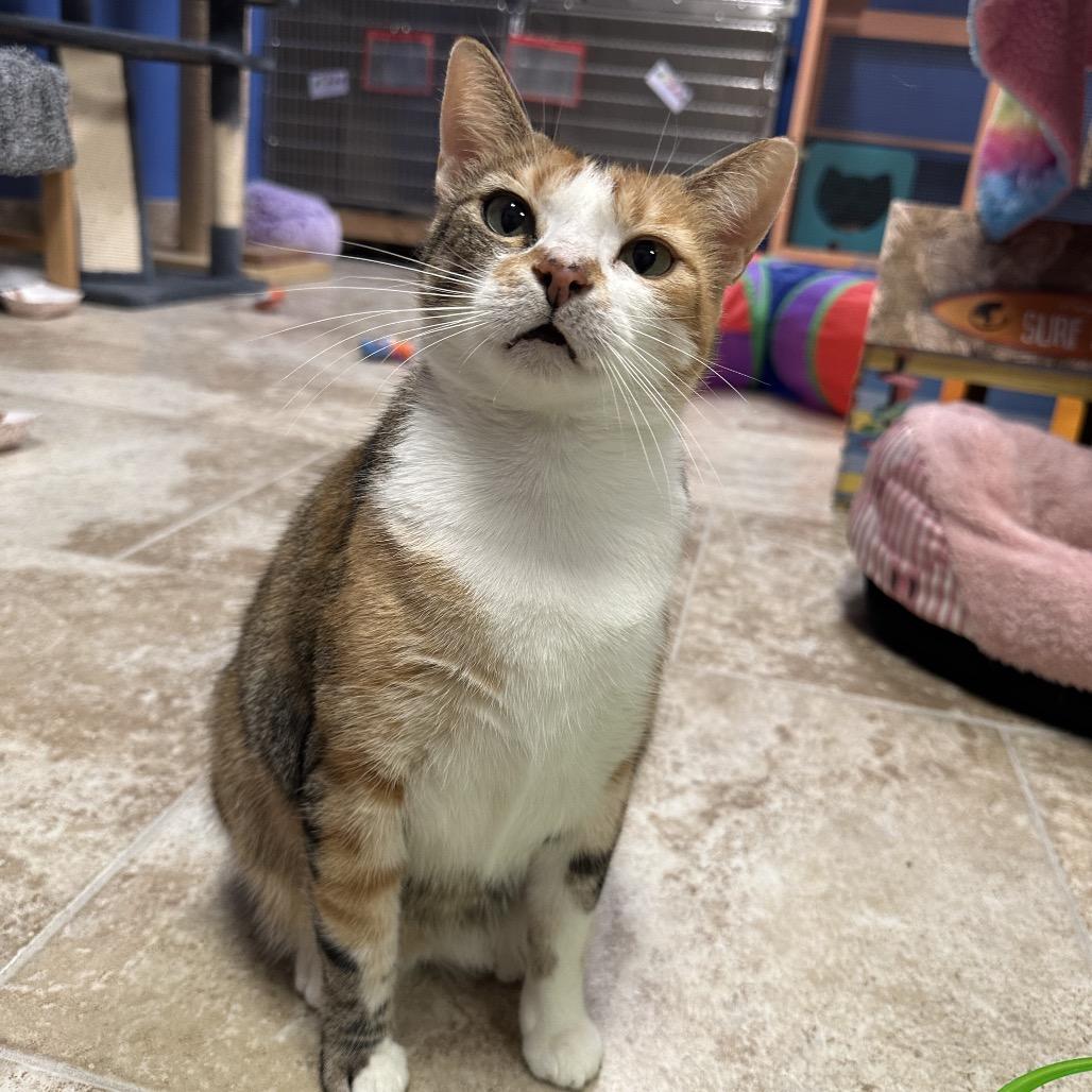 Enlarge Cashmere, a Adoptable mixed breed in Titusville, FL image 2/4