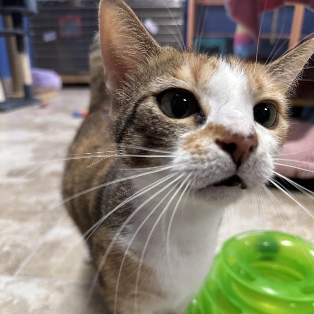 Enlarge Cashmere, a Adoptable mixed breed in Titusville, FL image 3/4