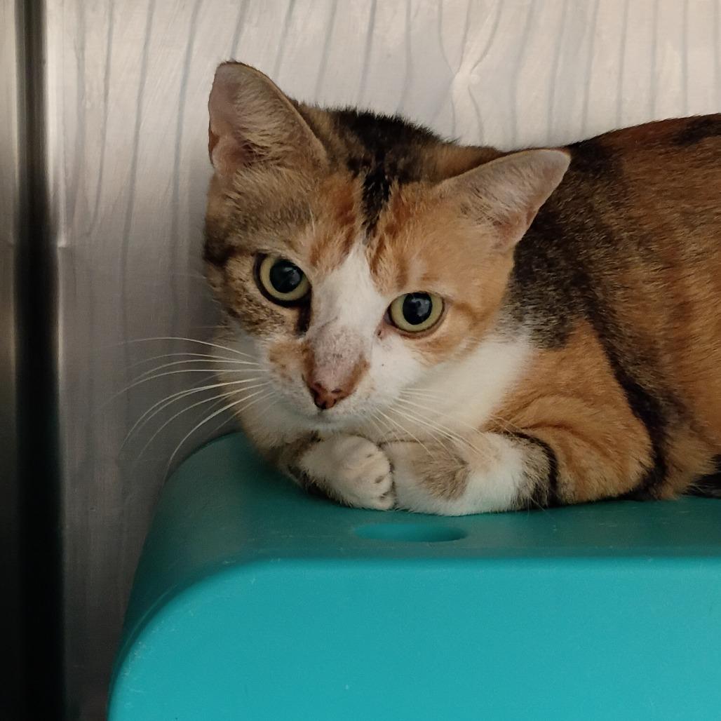 Enlarge Cashmere, a Adoptable mixed breed in Titusville, FL image 4/4