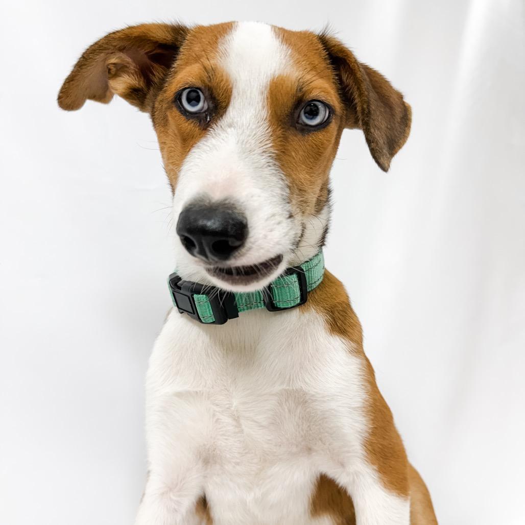 902 (2026) Benji, a Adoptable mixed breed in Parker, CO image 2/6
