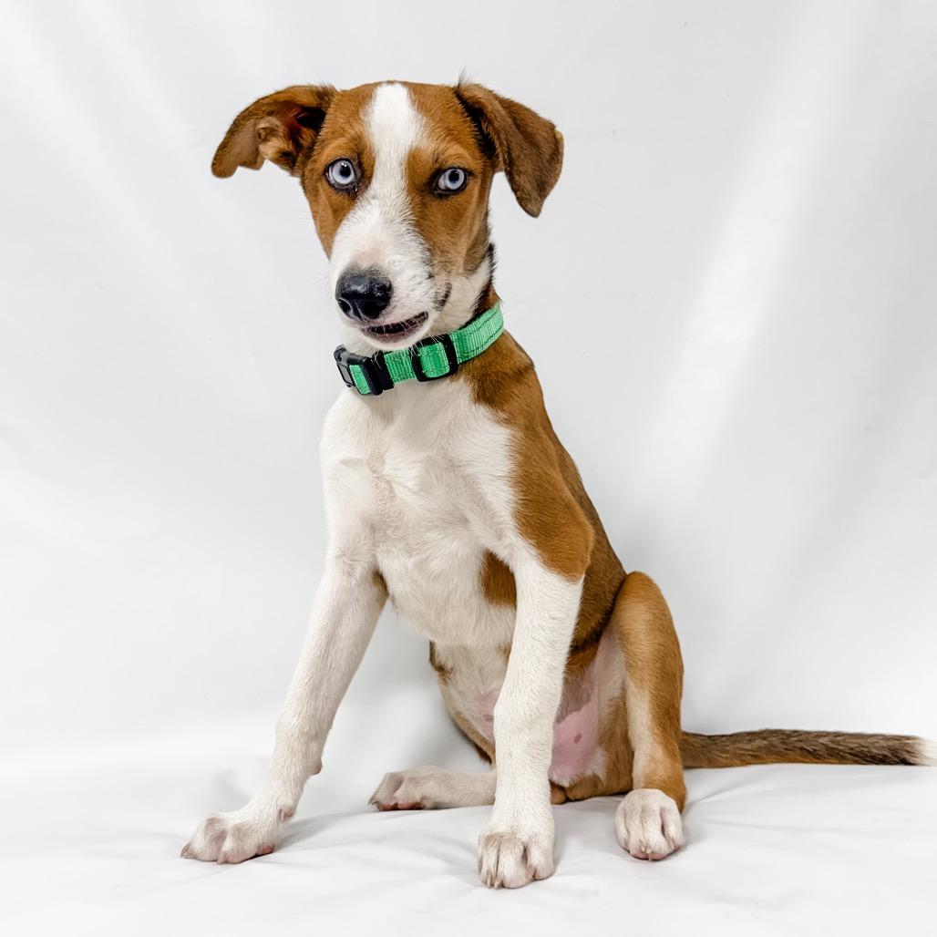 902 (2026) Benji, a Adoptable mixed breed in Parker, CO image 4/6