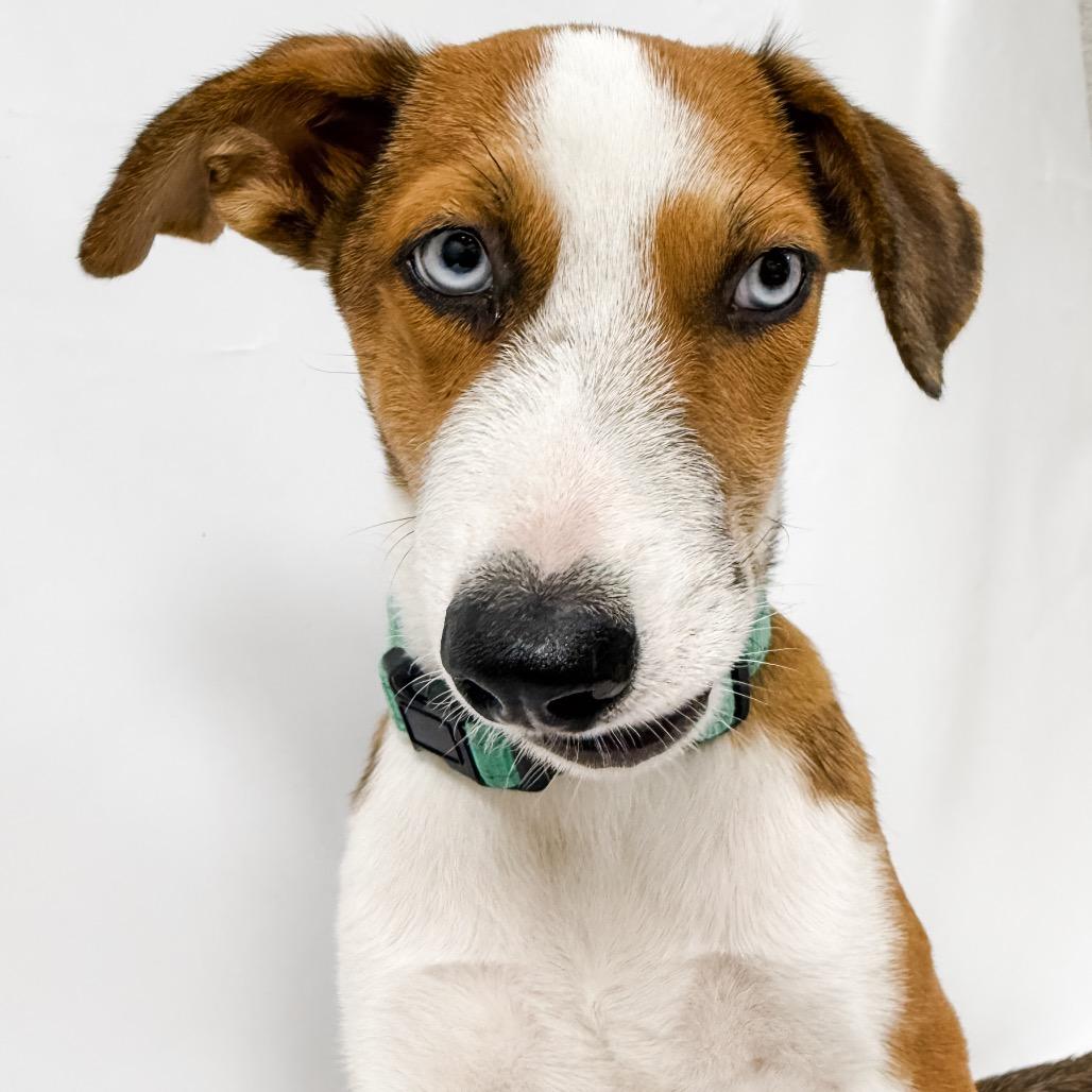 902 (2026) Benji, a Adoptable mixed breed in Parker, CO image 5/6