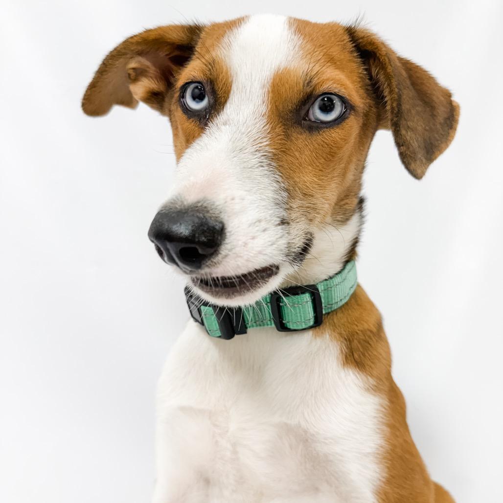 902 (2026) Benji, a Adoptable mixed breed in Parker, CO image 6/6