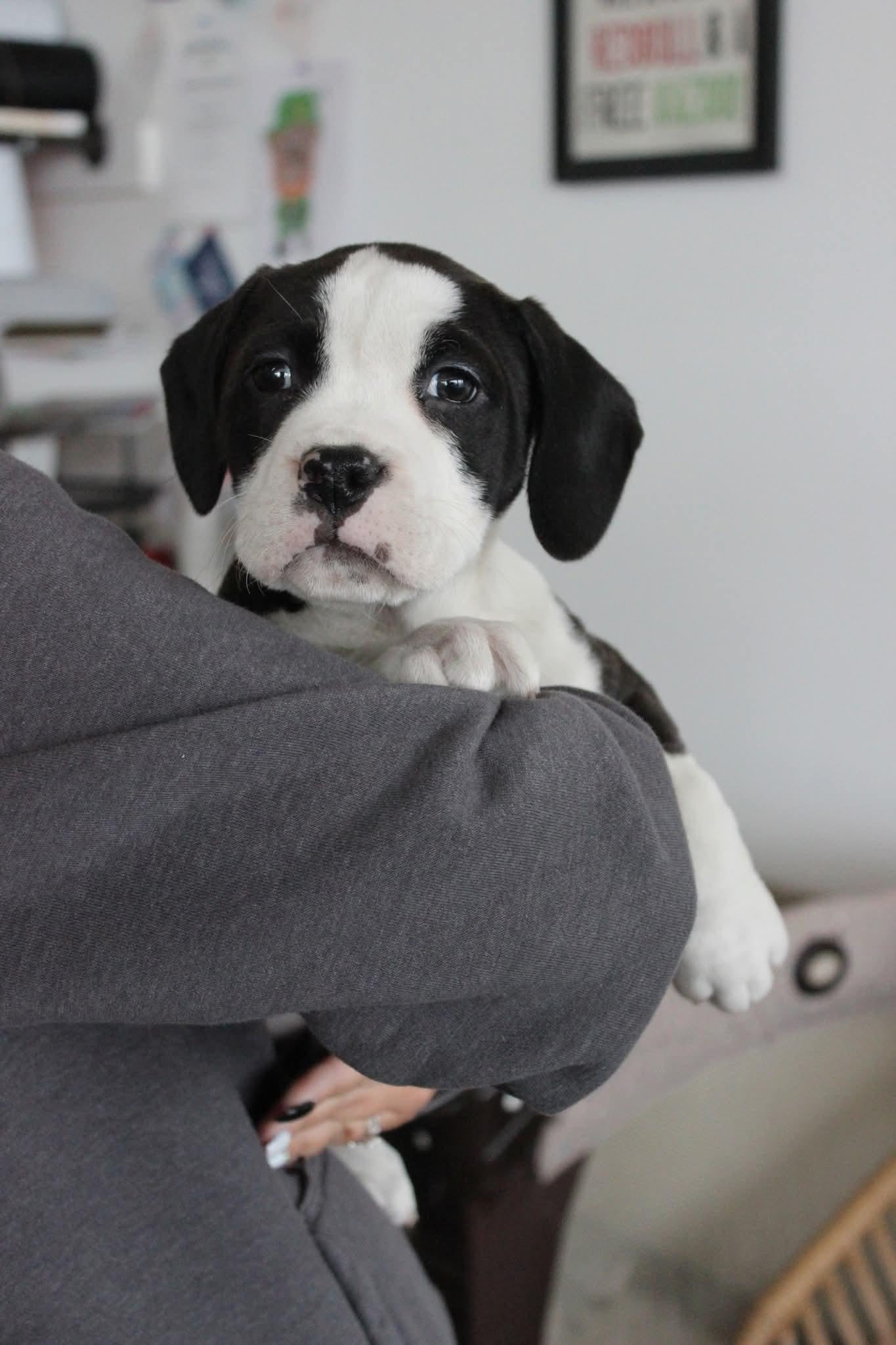 Lolly, ADOPTABLE, Puppy Female Pit Bull Terrier.