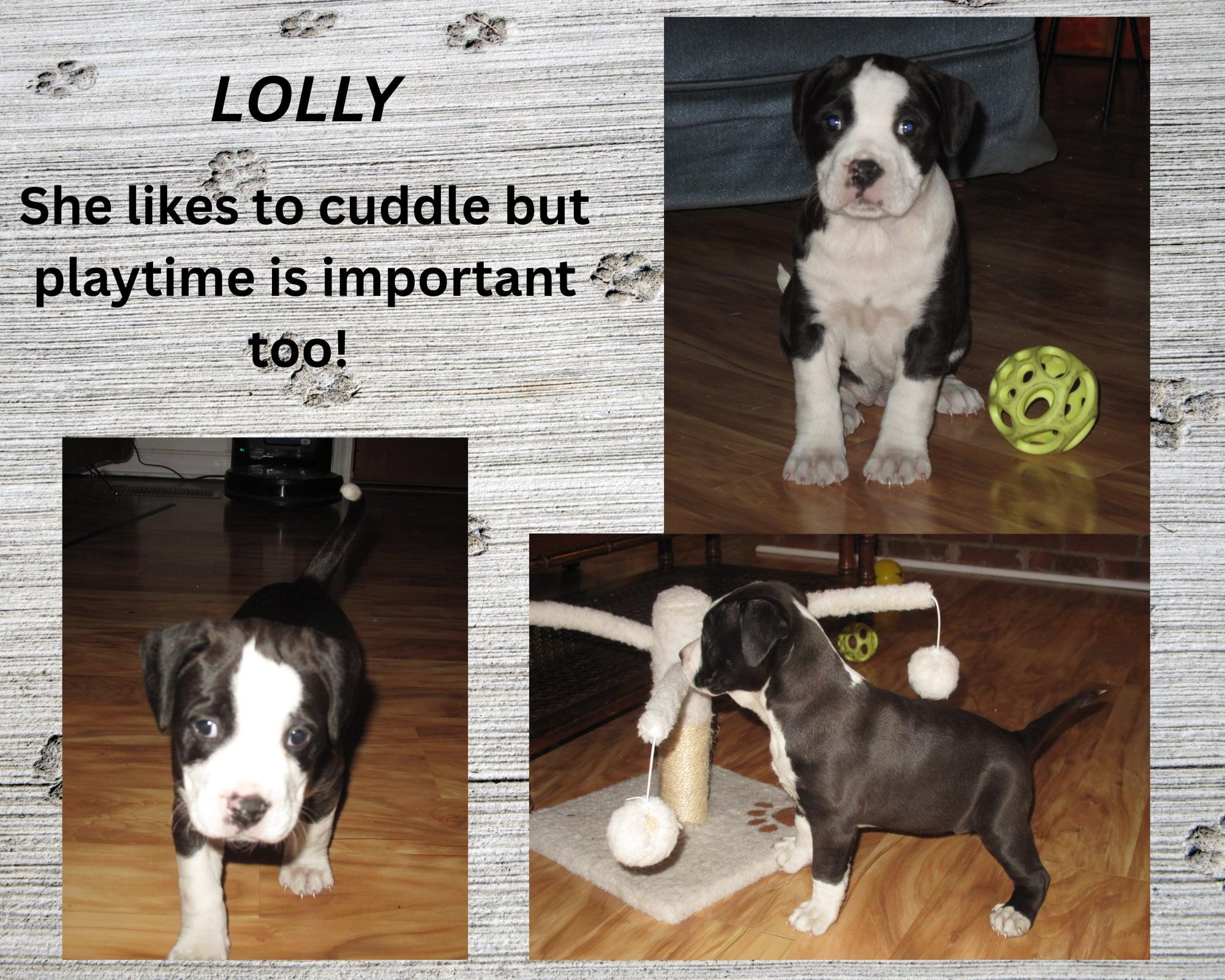 Enlarge Lolly, a ADOPTABLE mixed breed in Huntington, WV image 2/4