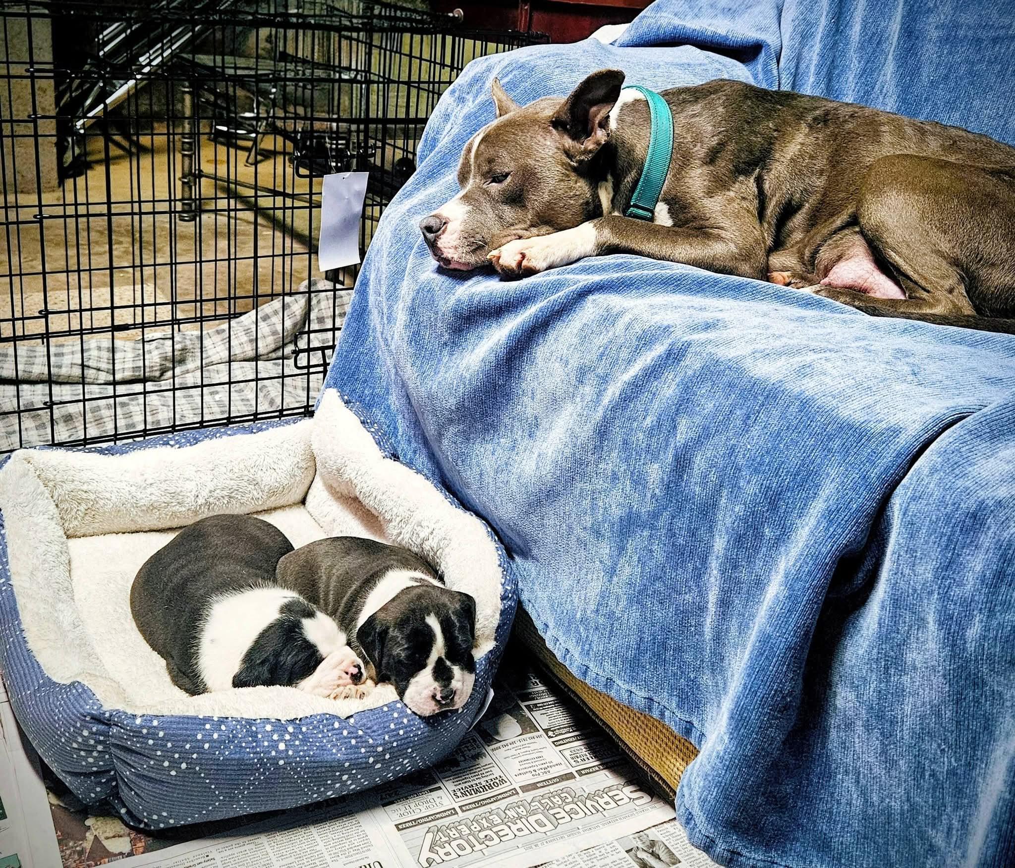 Enlarge Lolly, a ADOPTABLE mixed breed in Huntington, WV image 3/4