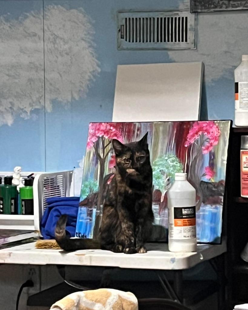 Daisy, Adoptable, Adult Female Domestic Short Hair.