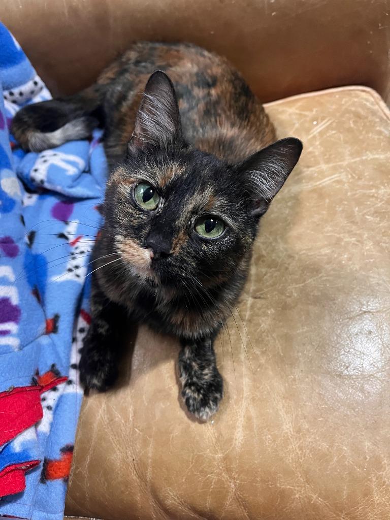 Daisy, a Adoptable mixed breed image 2/4