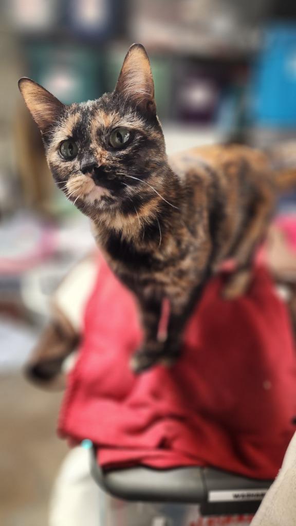 Daisy, a Adoptable mixed breed image 3/4