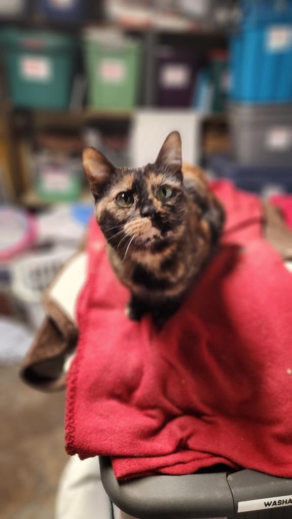 Daisy, a Adoptable mixed breed image 4/4