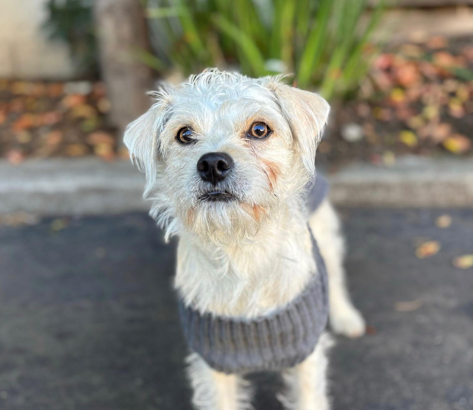 Fame, Adoptable, Adult Male Border Terrier & Poodle.