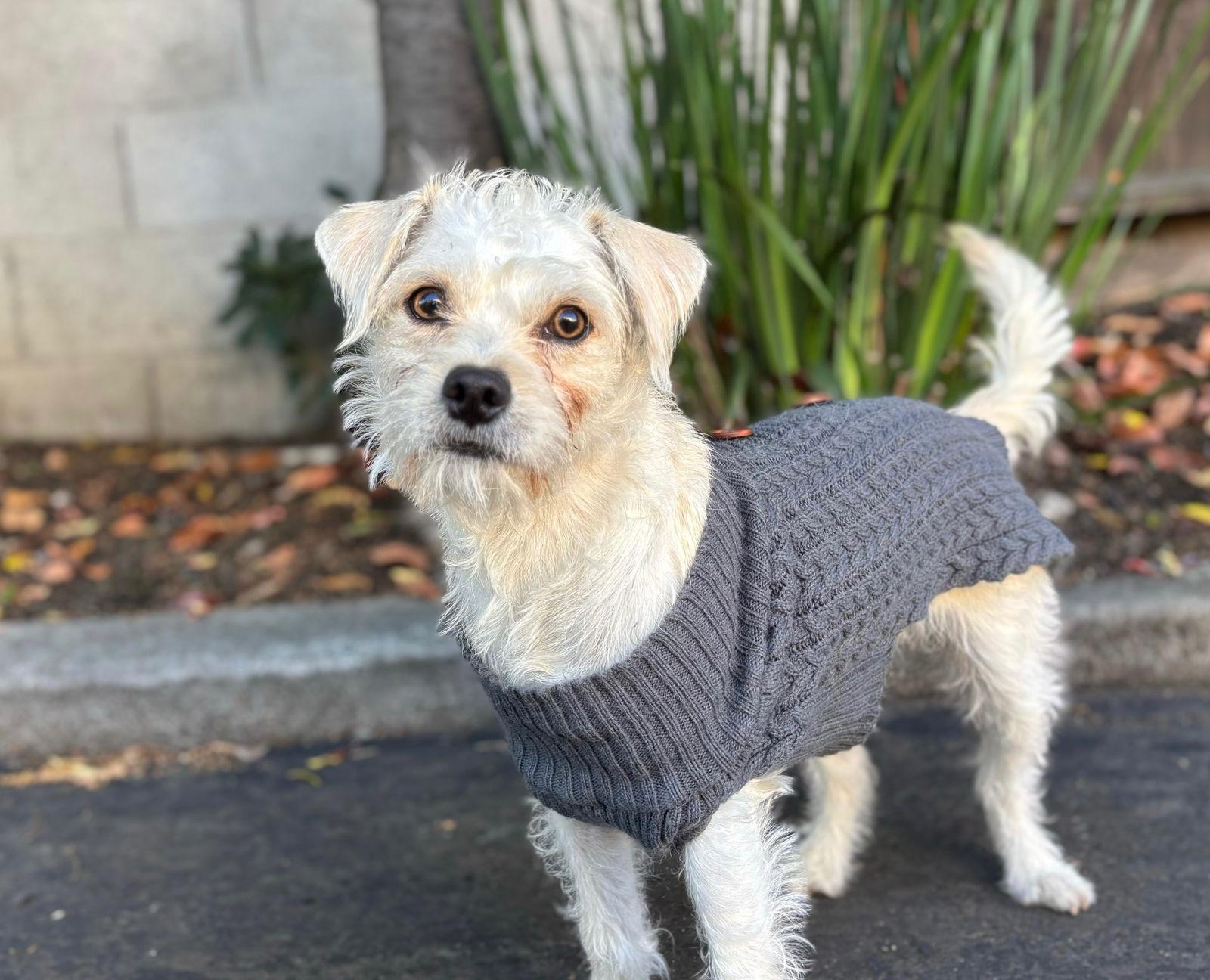 Enlarge Fame, a Adoptable mixed breed in Palo Alto, CA image 2/3