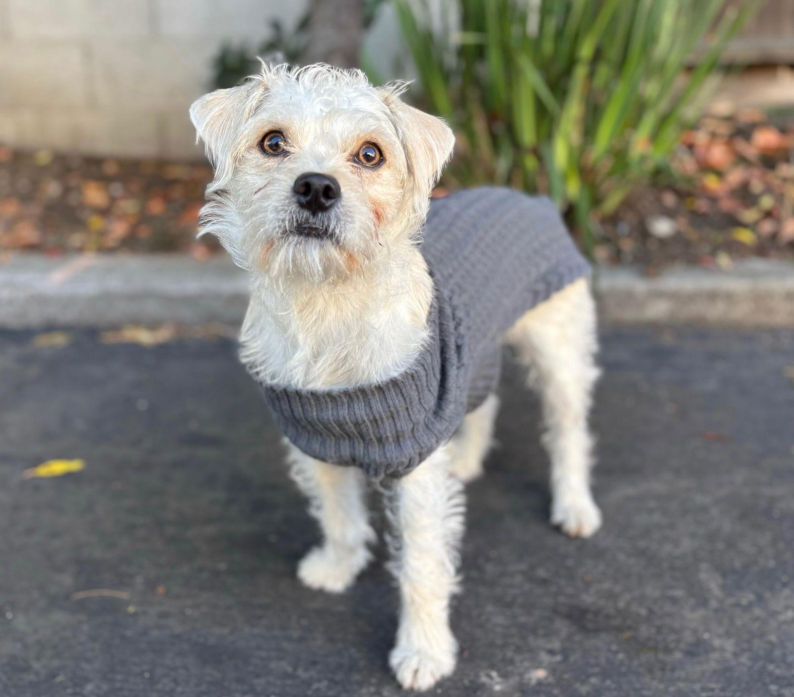 Enlarge Fame, a Adoptable mixed breed in Palo Alto, CA image 3/3