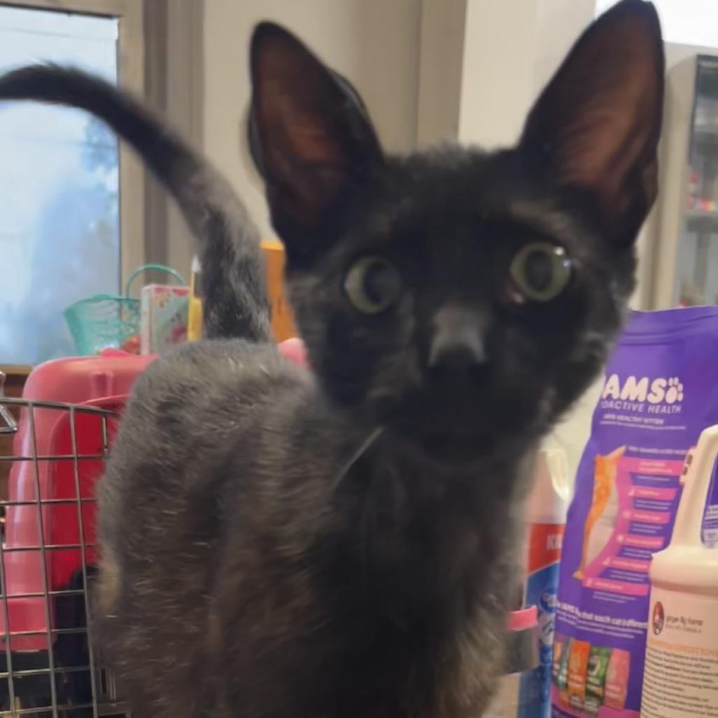 Bon Jovi, Adoptable, Young Male Domestic Short Hair.