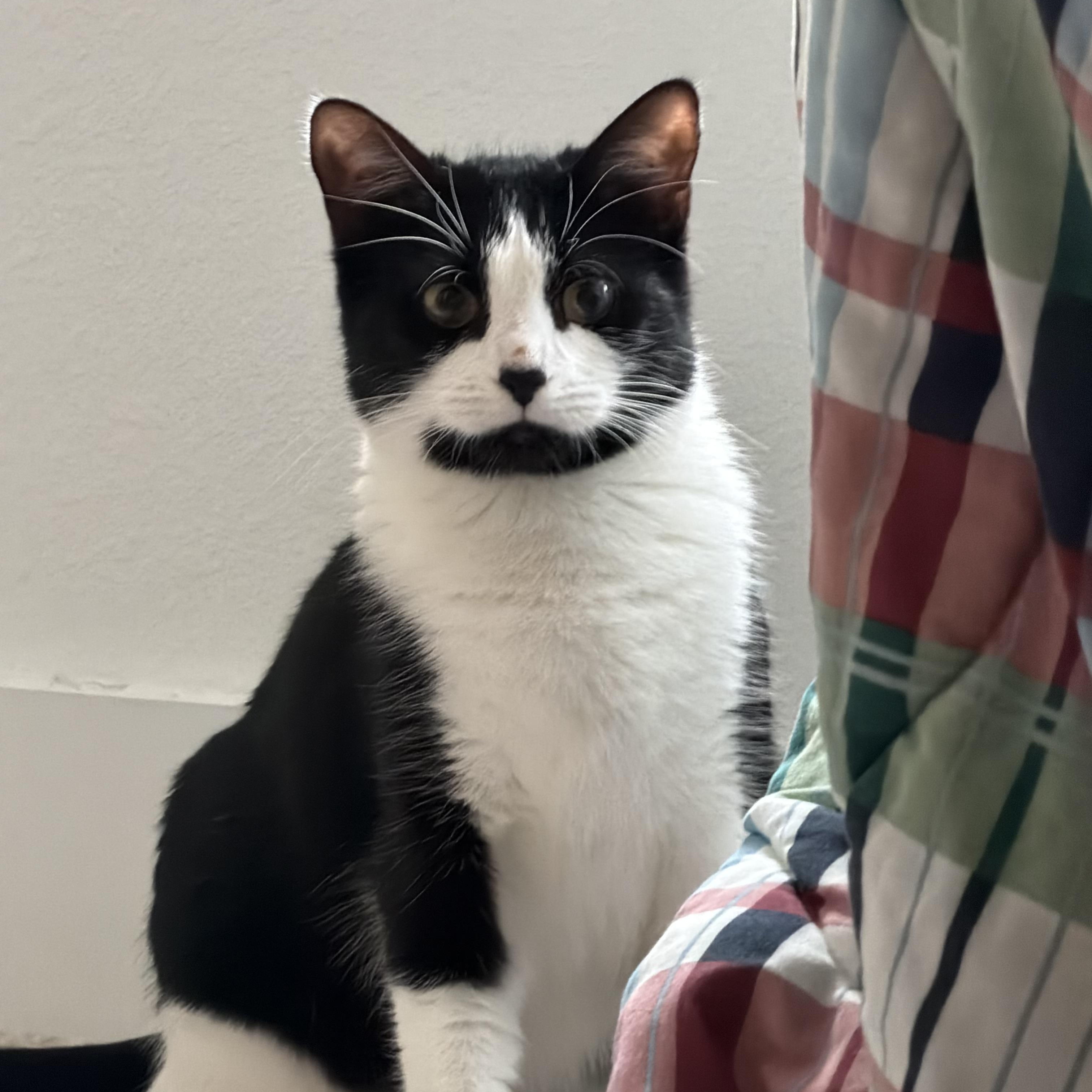 Peony, a Adoptable Domestic Short Hair in Bellingham, WA image 3/6