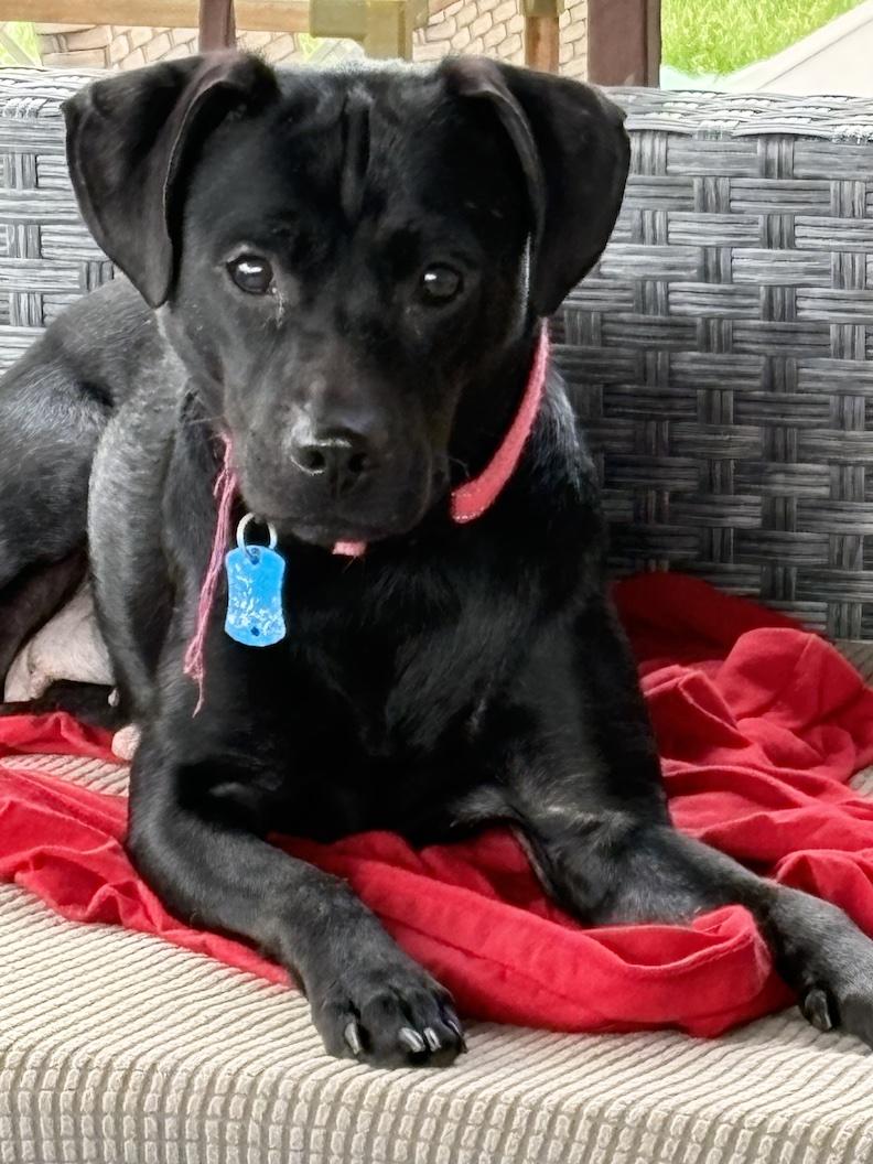 Mrs Roper-Not Accepting Applications Yet, Adoptable, Adult Female Black Labrador Retriever.