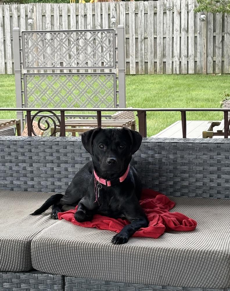 Enlarge Mrs Roper-Not Accepting Applications Yet, a Adoptable mixed breed in Medina, OH image 4/4