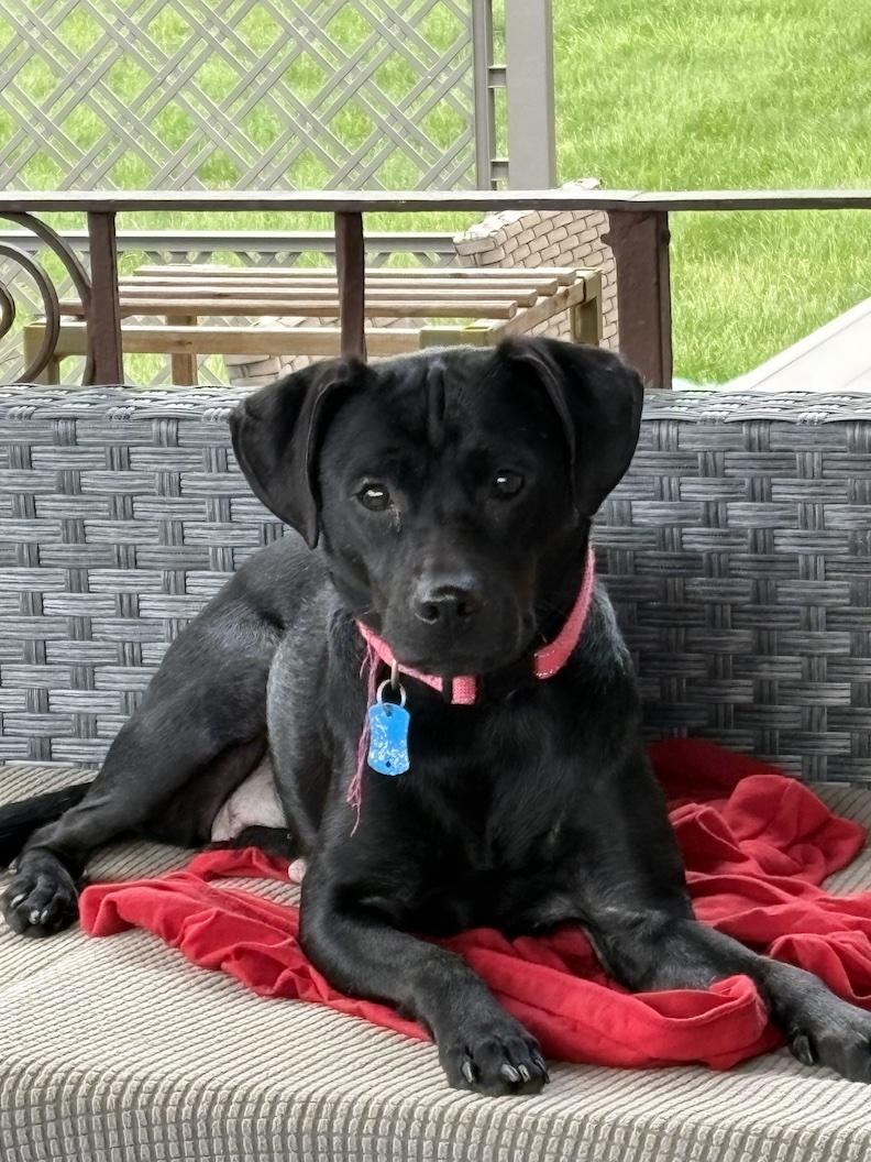 Enlarge Mrs Roper-Not Accepting Applications Yet, a Adoptable mixed breed in Medina, OH image 3/4