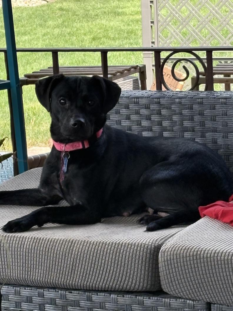 Enlarge Mrs Roper-Not Accepting Applications Yet, a Adoptable mixed breed in Medina, OH image 2/4