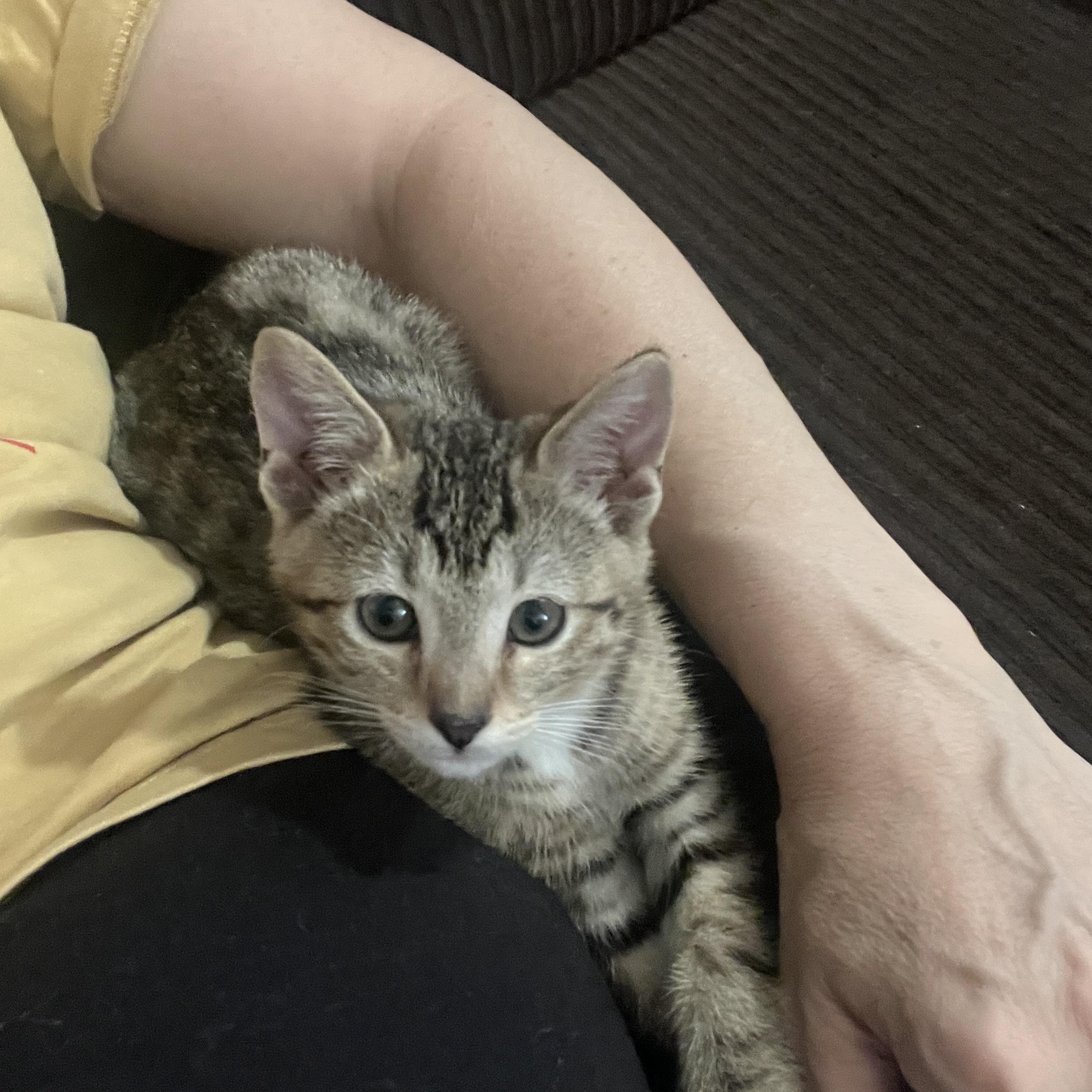 Enlarge Alvin, a ADOPTABLE Tabby in Queen Creek, AZ image 2/2
