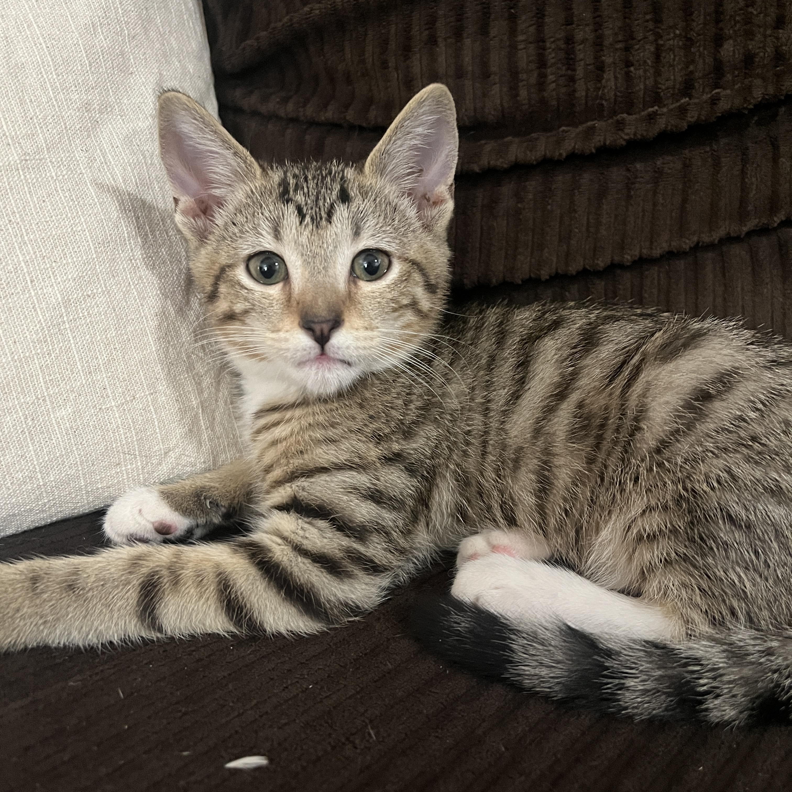 Enlarge Alvin, a ADOPTABLE Tabby in Queen Creek, AZ image 1/2