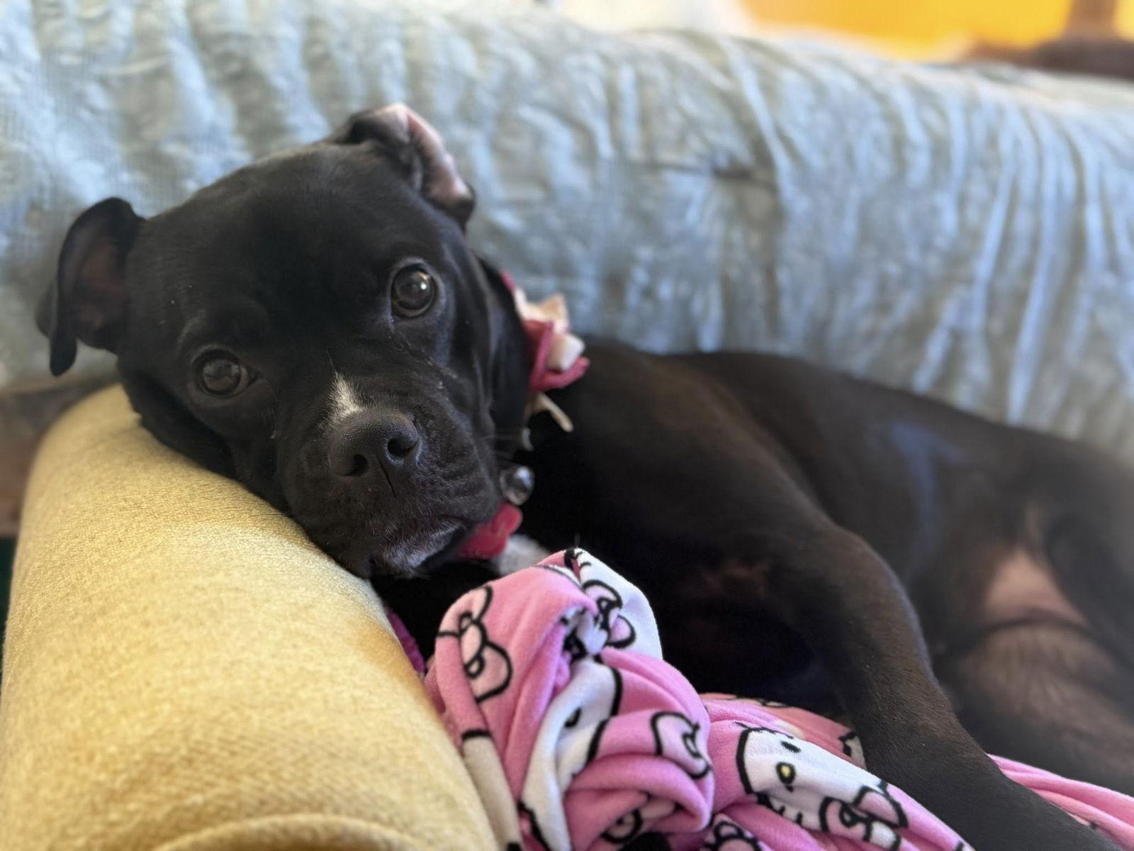 Stella, Adoptable, Young Female Boxer.