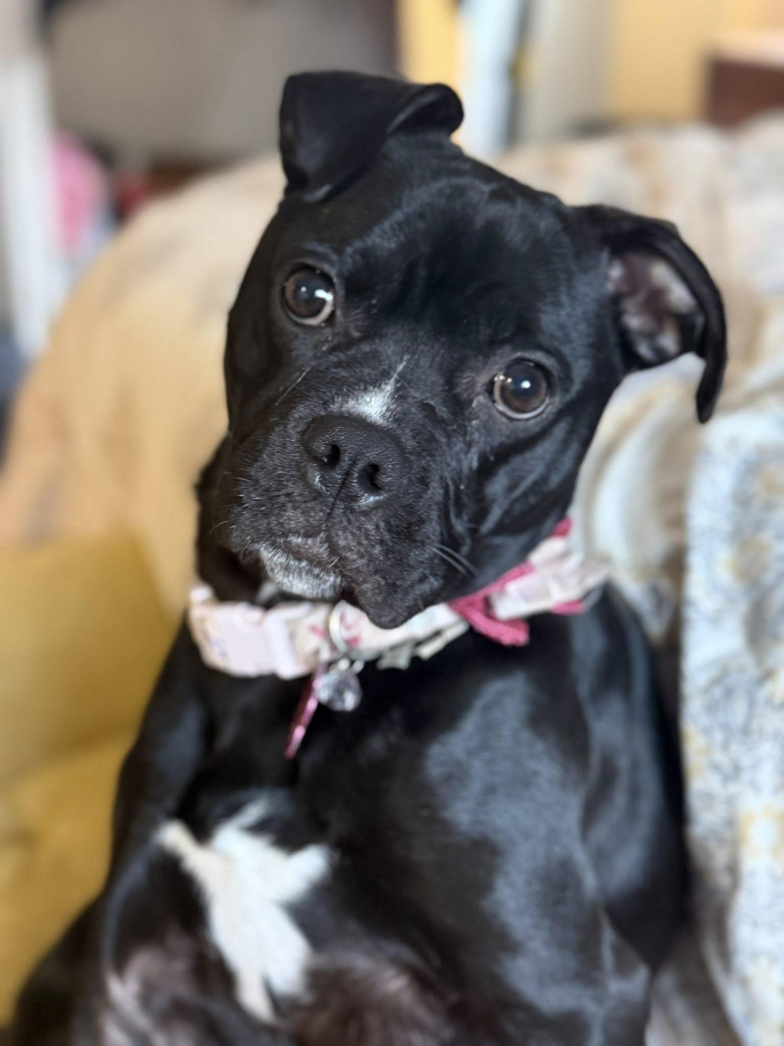 Enlarge Stella, a Adoptable Boxer in Fort Thomas, KY image 2/3